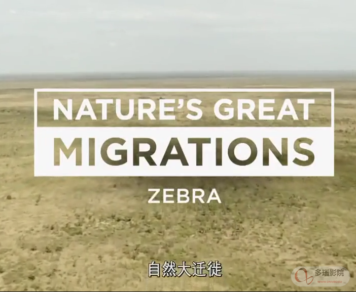 自然大迁徙第斑马集